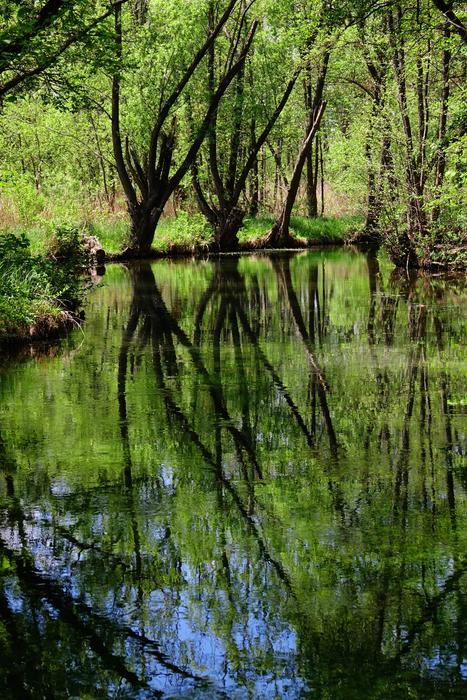 Nature Waters Wood