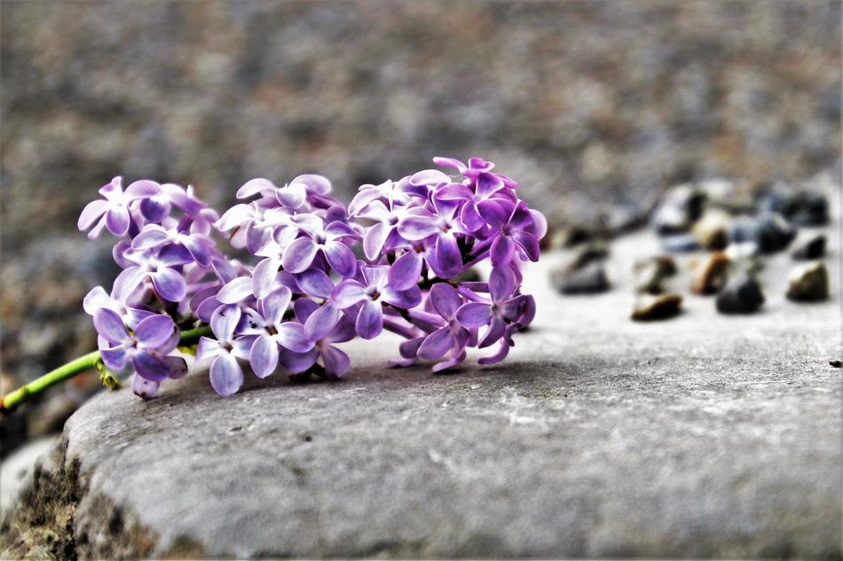 Lilac Flower Nature