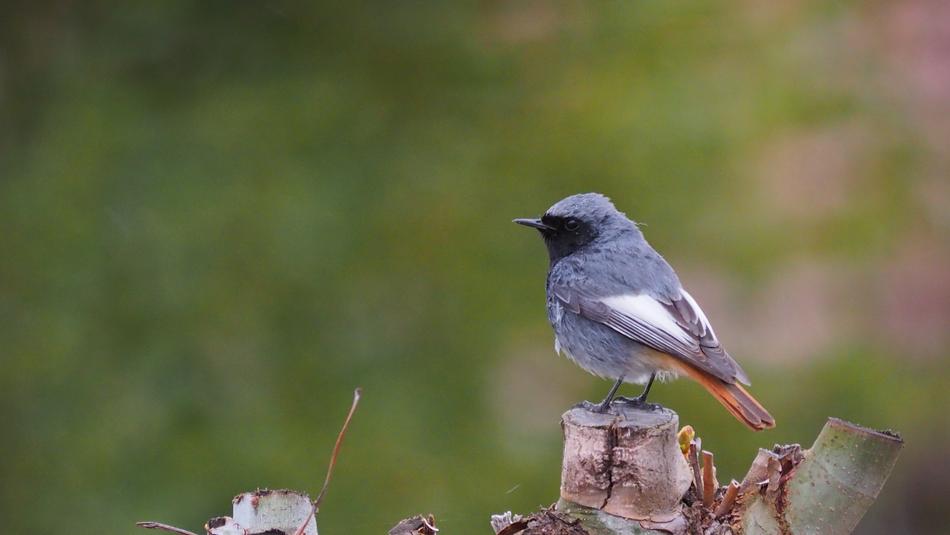 Nature Birds