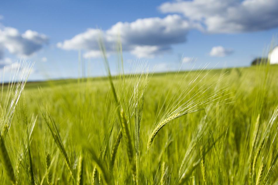 Field Cereal Pastures