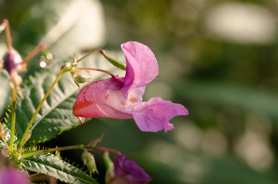 beautiful pink flowers with leaves