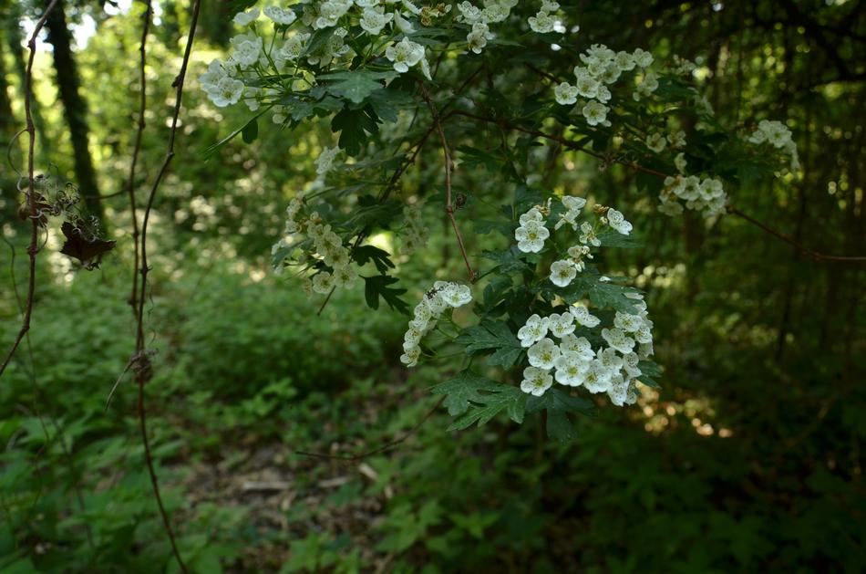 Nature Tree Flora
