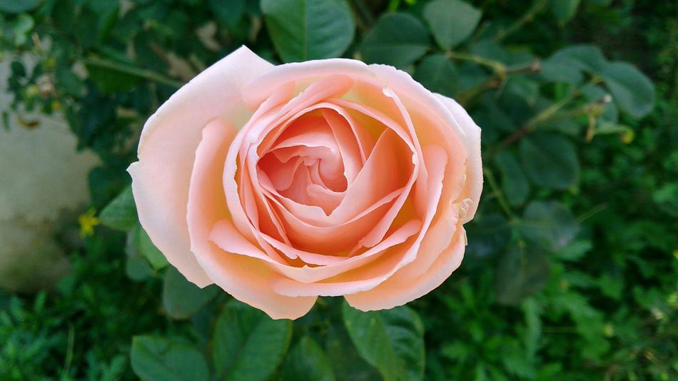 Rose Flower Nature