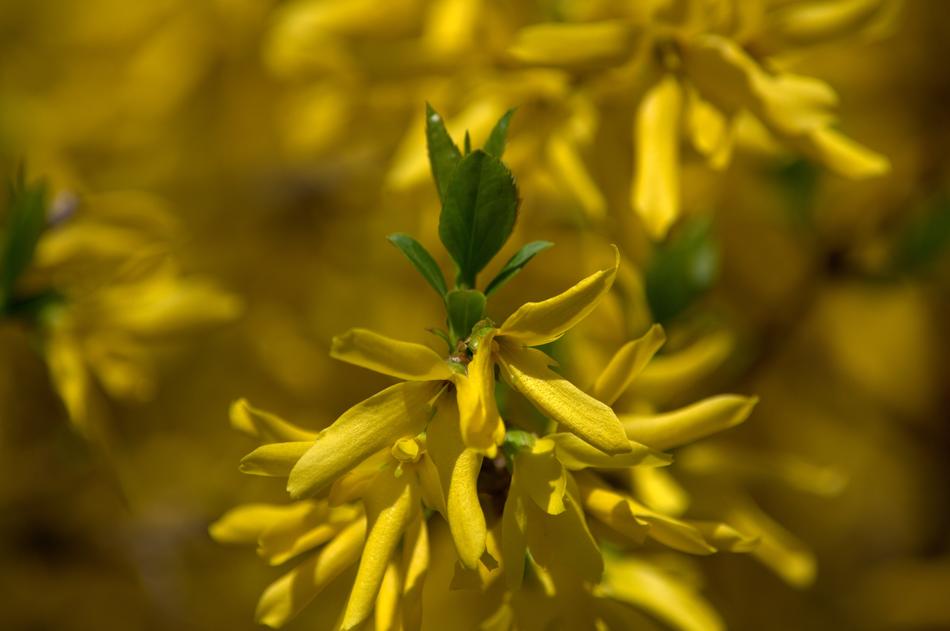 Nature Yellow Plant