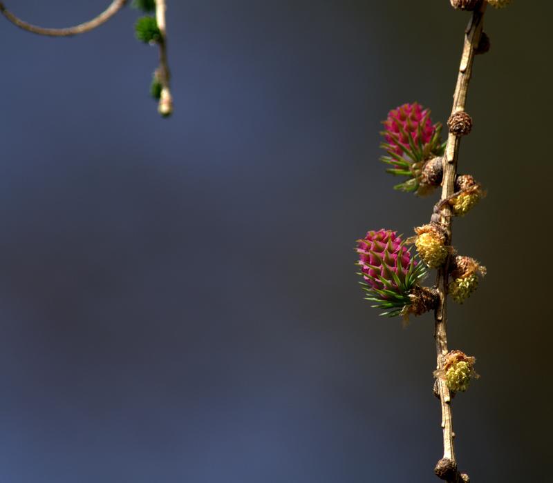 Sprig Cone Nature