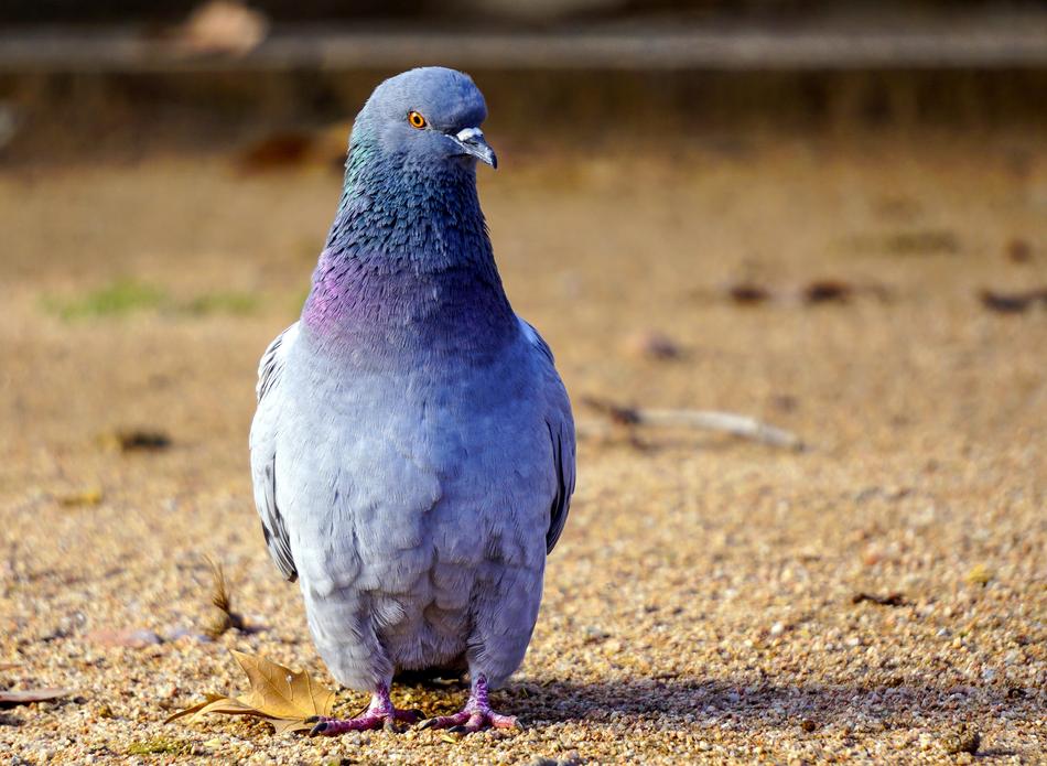 Birds Nature Animalia