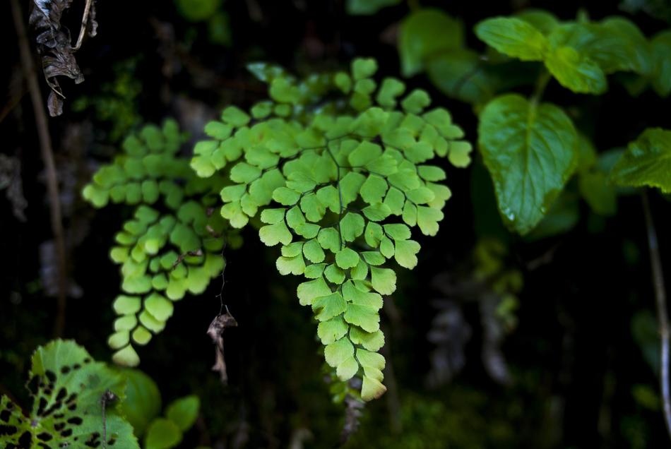 Plant Leaf Nature