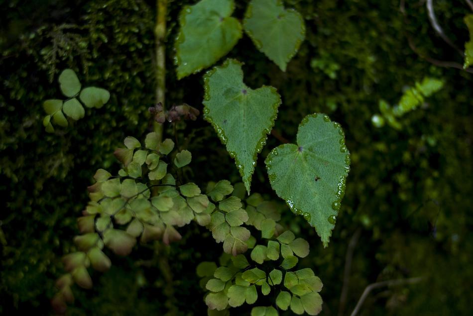 Leaf Plant Nature
