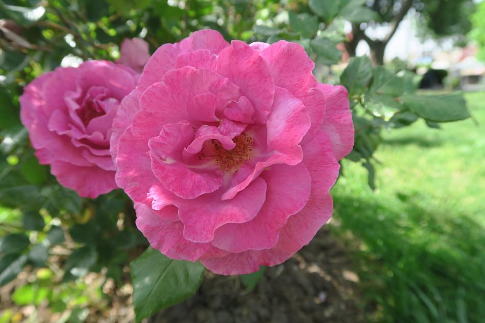 Rose Nature Flower