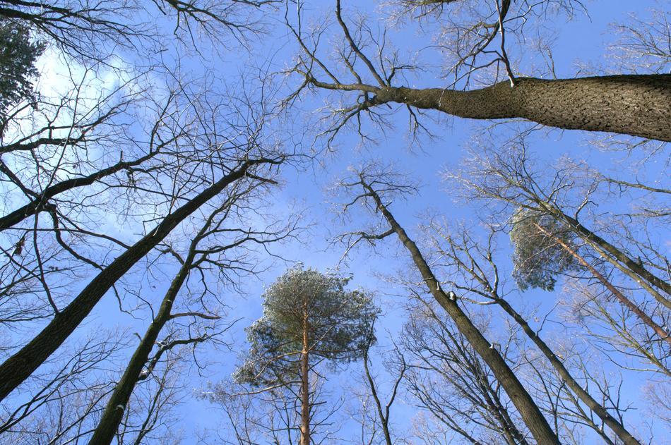 Trees Forest