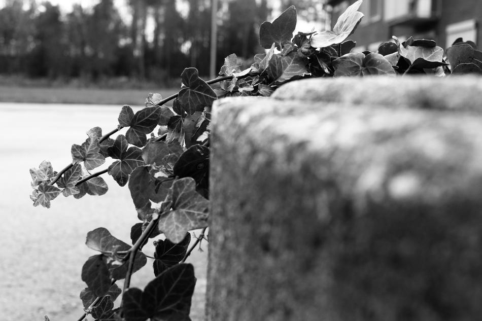 Plant Garden