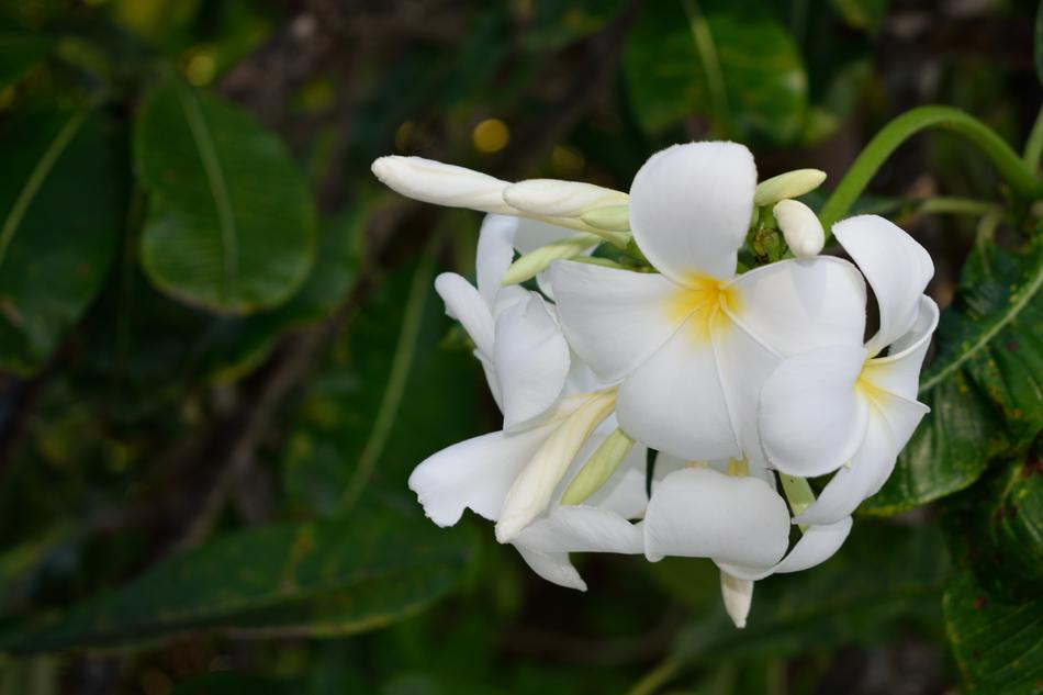 Nature Plant Flower Leaf