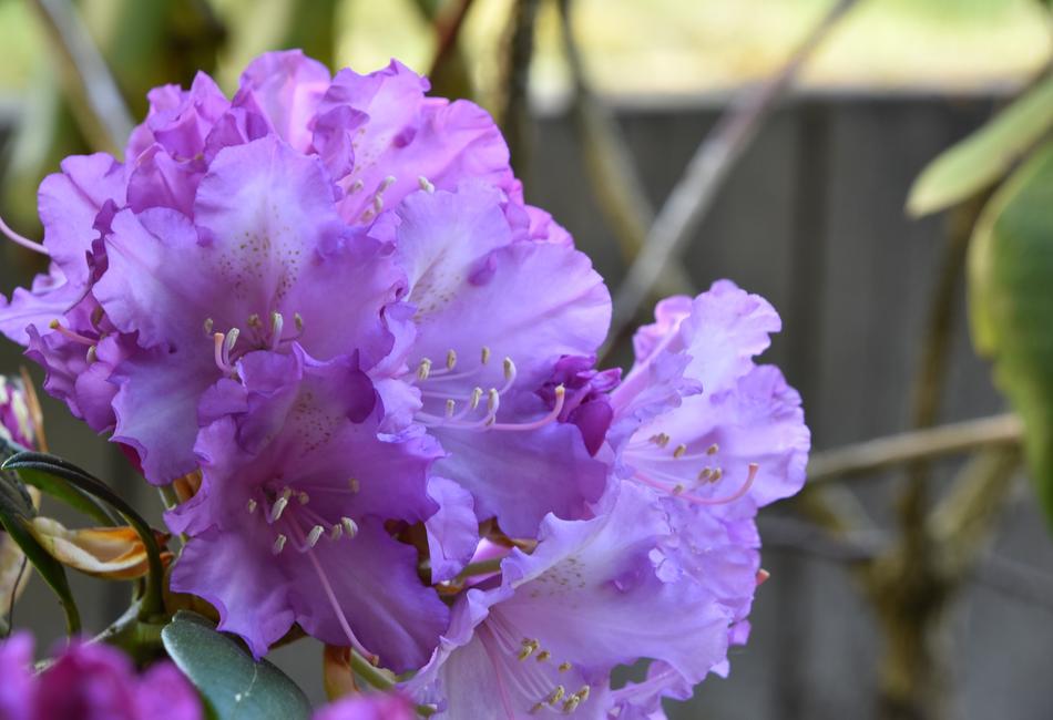 Flower Nature Plant