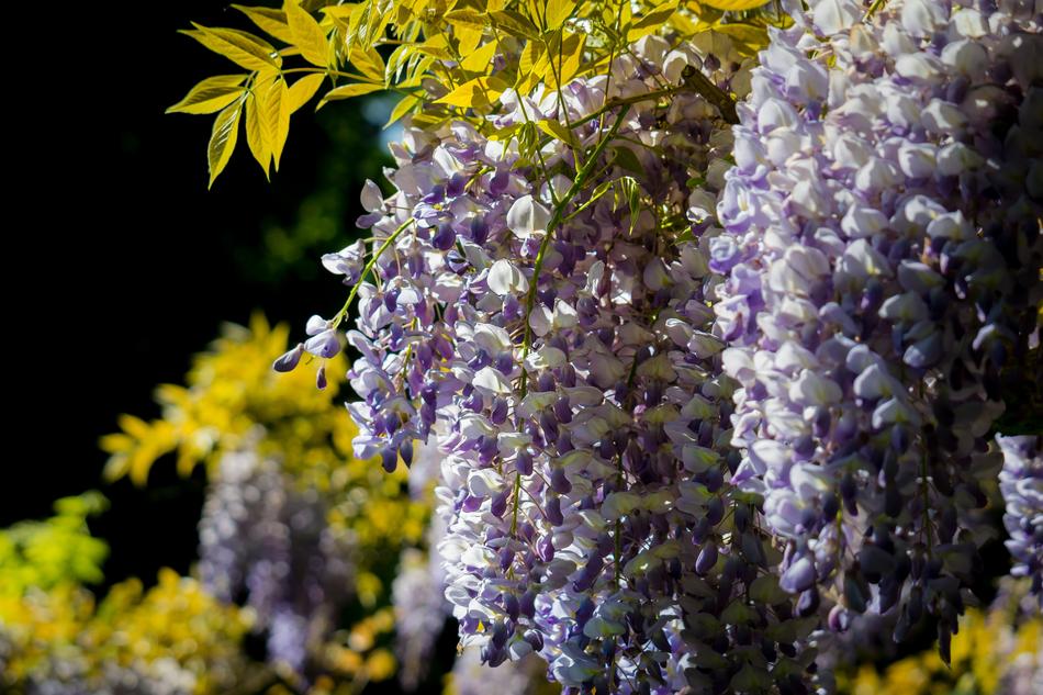 Wisteria Blue Rain Toxic