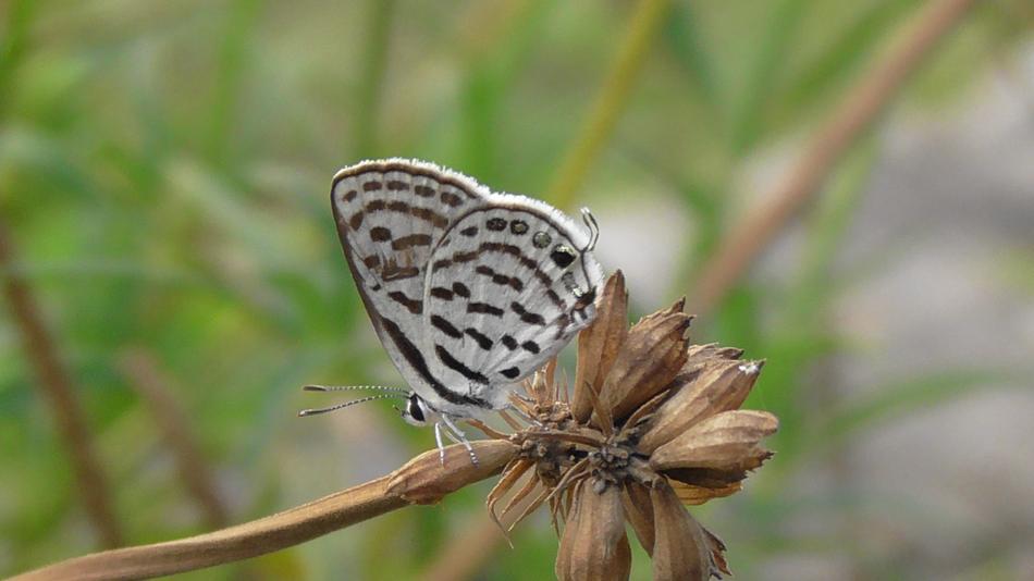 Nature Insect Butterfly