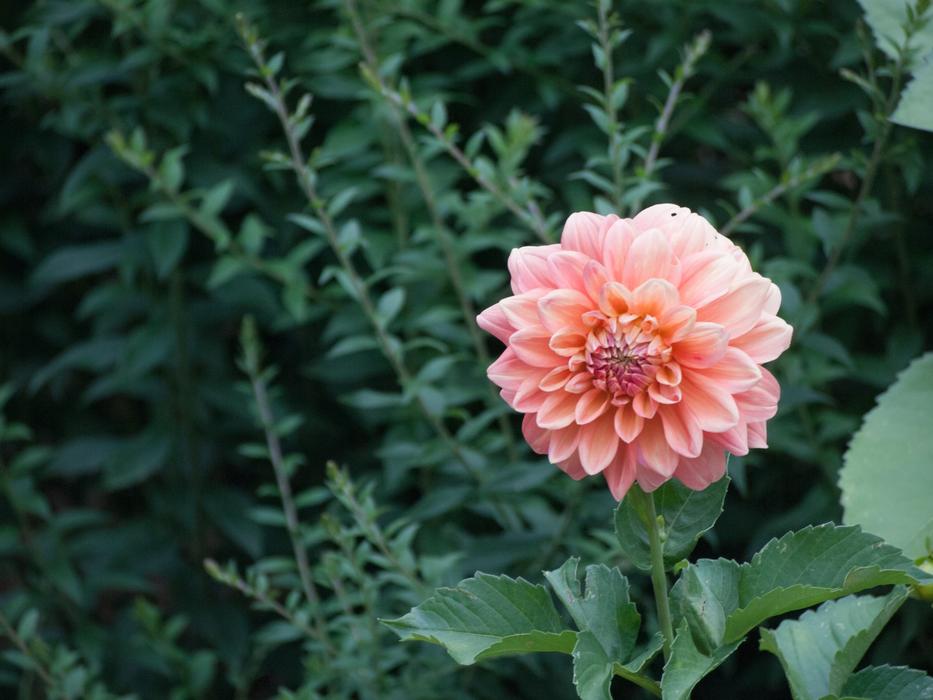 Botanical Flower Floral