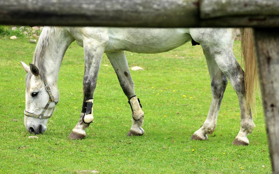 The Horse Stud Animals
