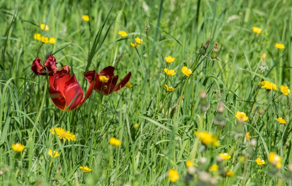 Flower Nature Meadow