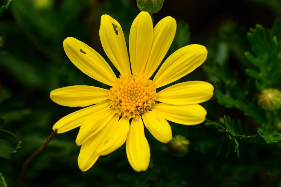 Nature Plant Summer