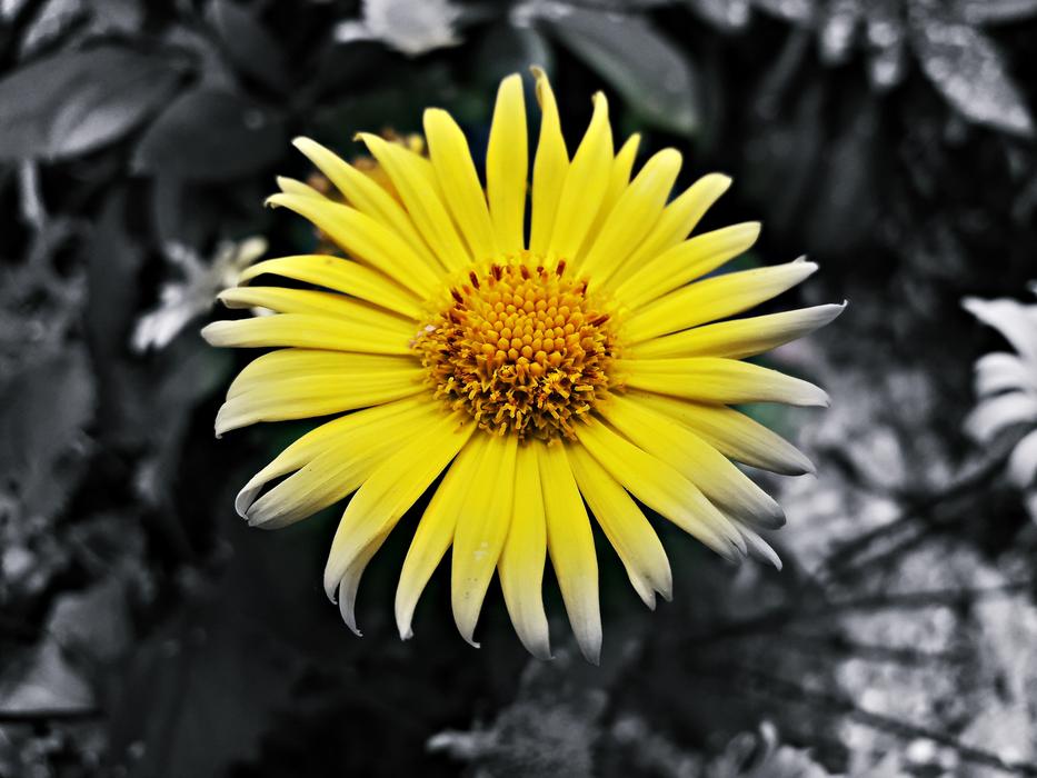 Nature Plant Flower