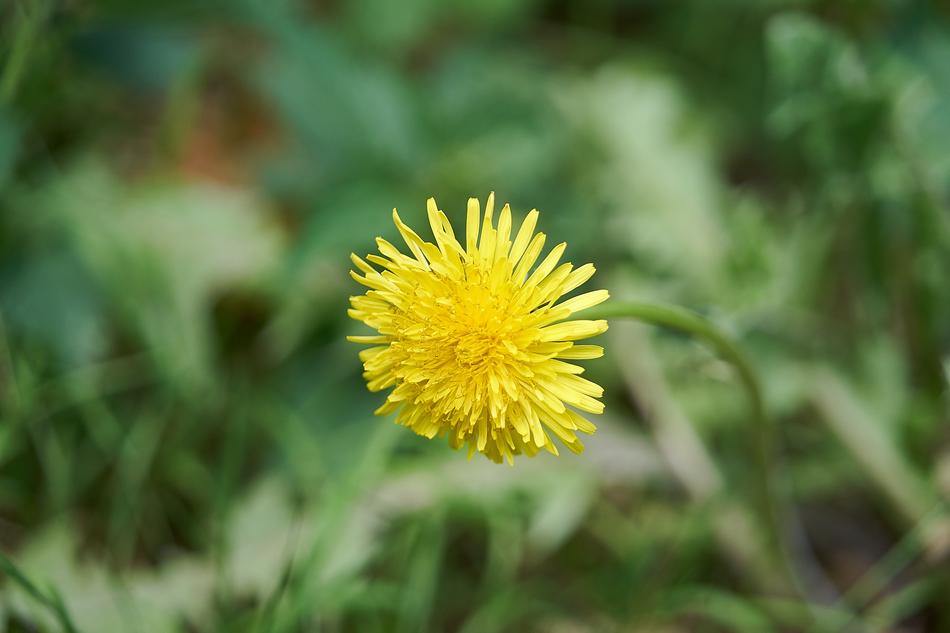 yellow flower on green wild grass