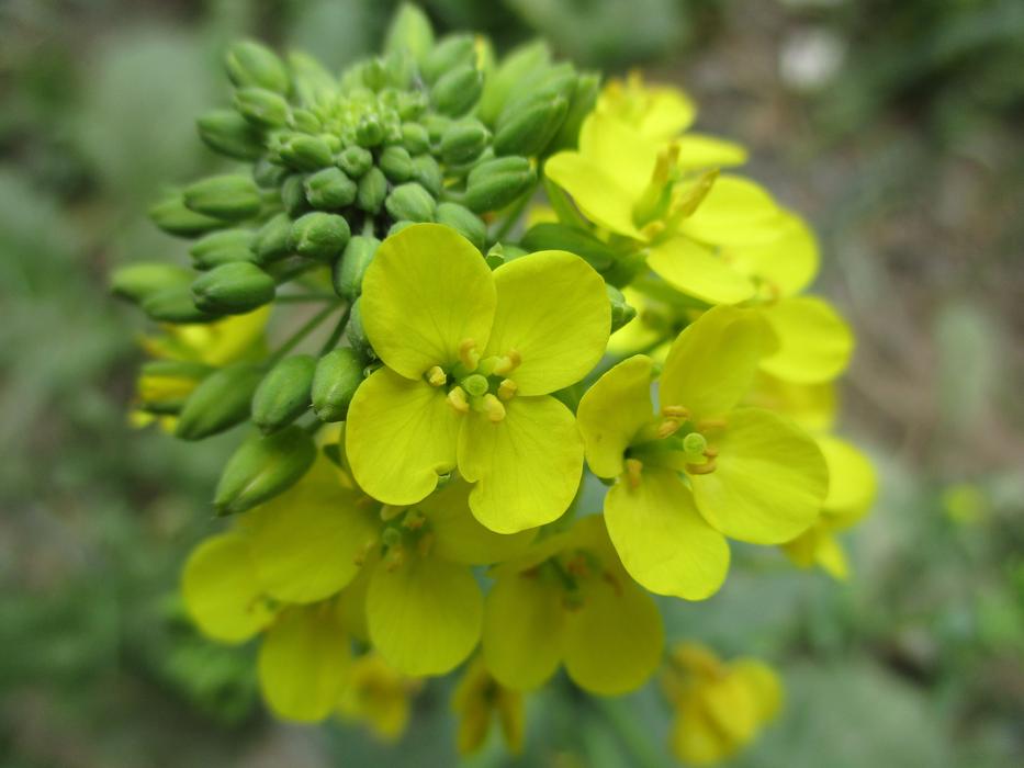 Flower Flora Nature