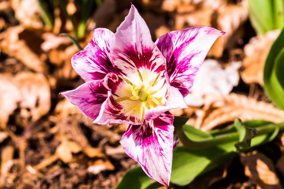 Flower Nature Plant