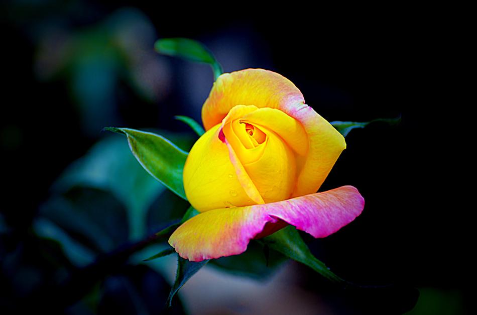 Flower Flora Nature
