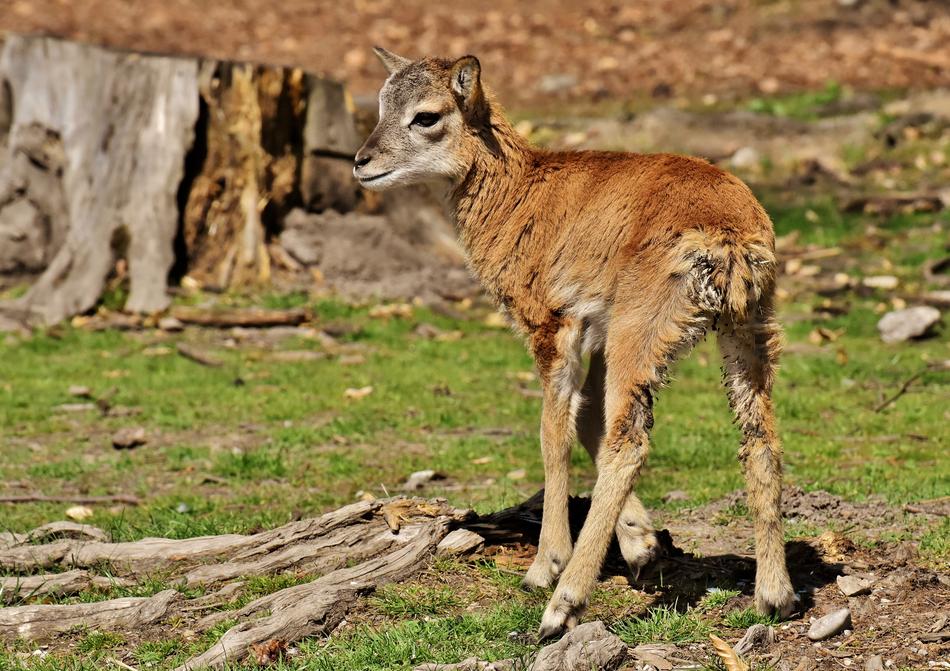 Mouflon Young Animal Aries Wild