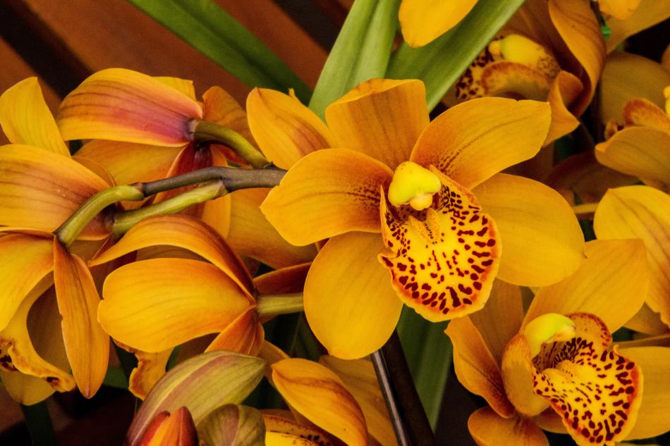Orchid Yellow Flower