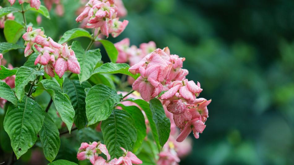 Nature Flower Flora