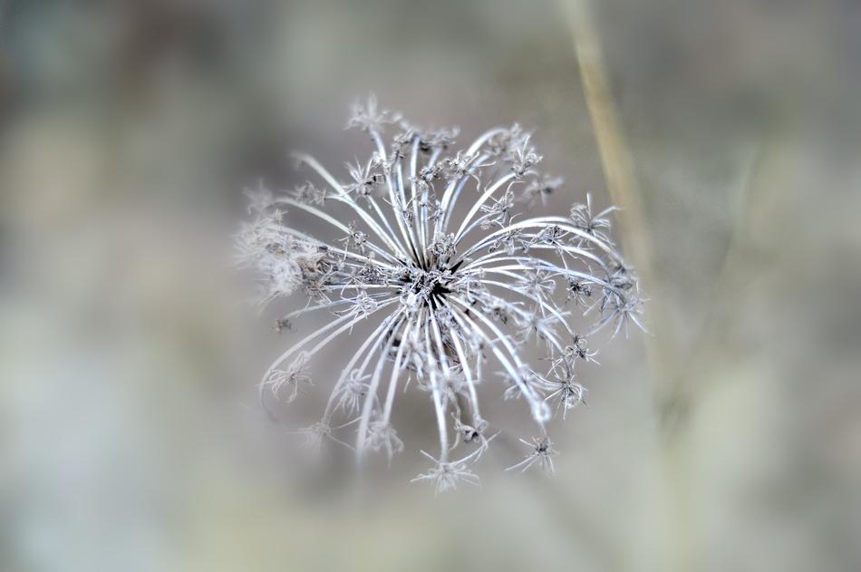 Plant Nature Flower
