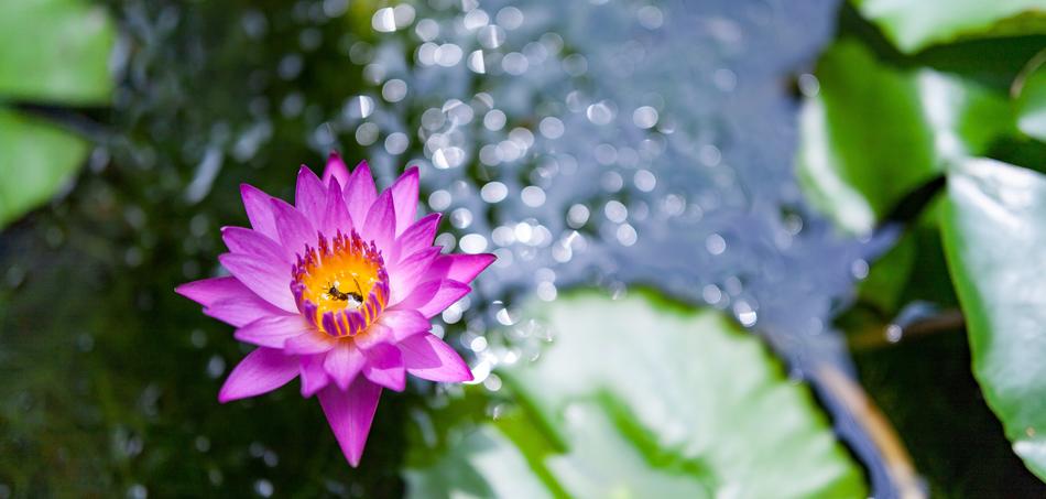 Nature Flora Flower