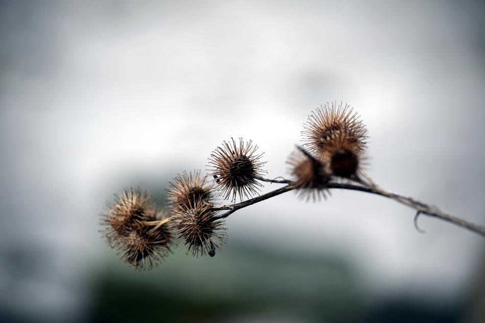 Thistle Nature Plant