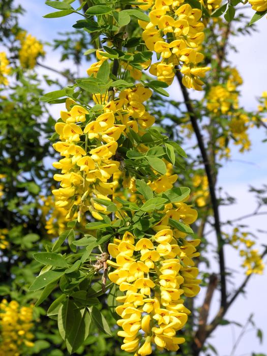 Flower Plant Nature
