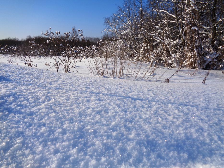 Winter Snow Leann