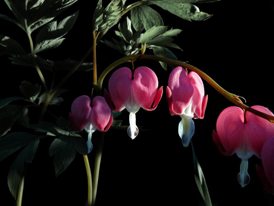 Bleeding Heart Red Flower Nature