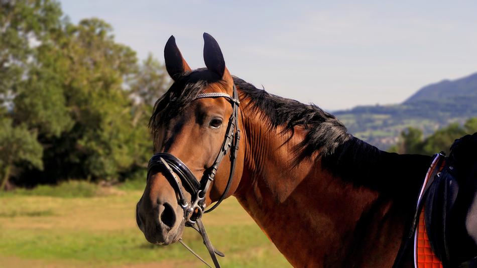 Horse Head Portrait