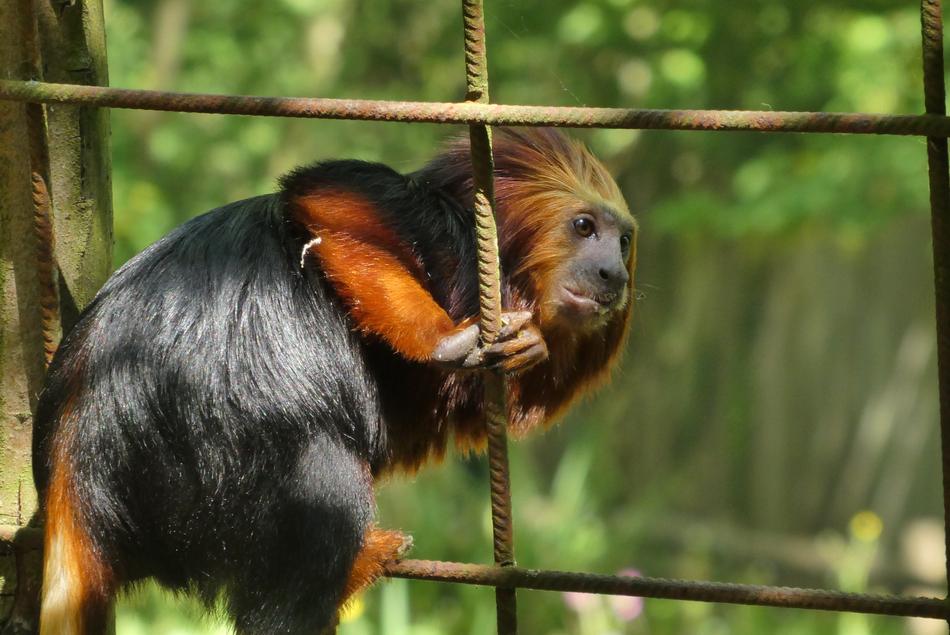 Monkey Zoo Planckendael
