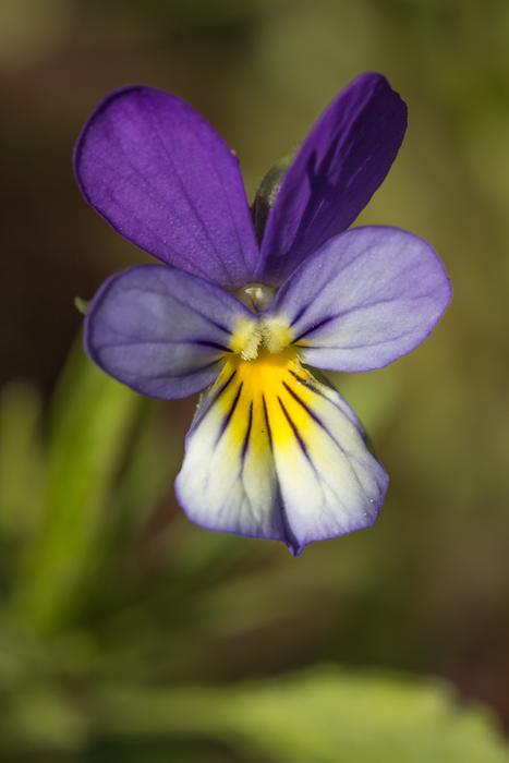 Nature Flower Plant