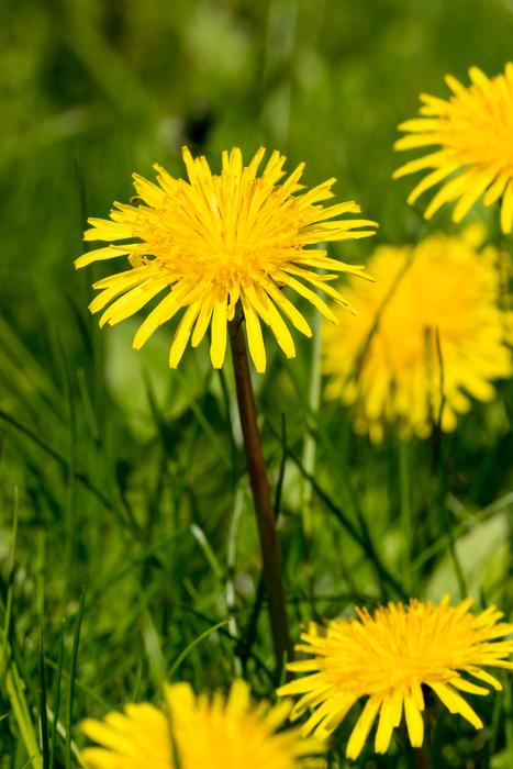 Dandelions Nature Summer