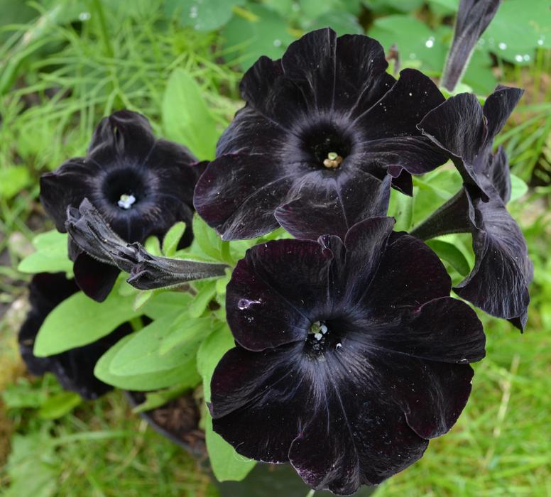 black flowers in the bushes