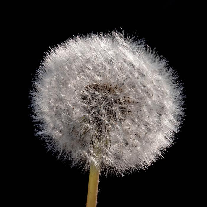 Dandelion Fluffy Shock