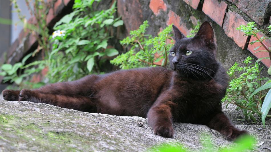 a lying black cat in the garden
