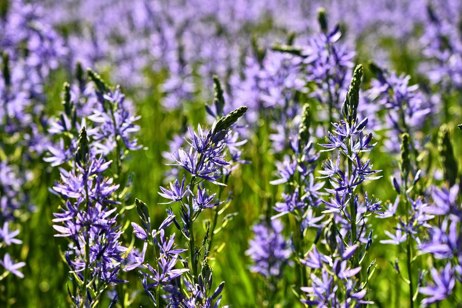 Camassia Leichtlinii Prairie Lilly