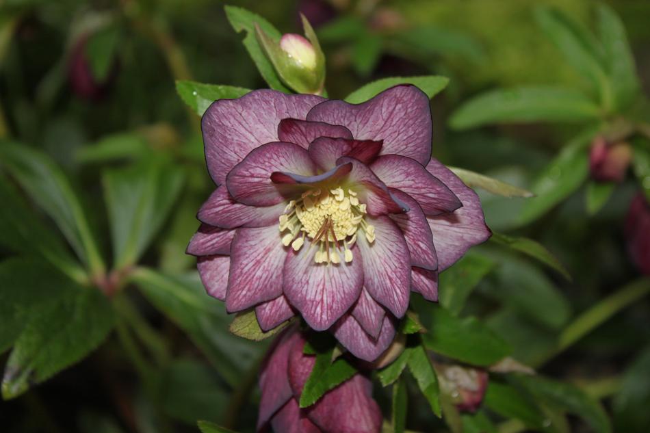 Nature Flower Garden