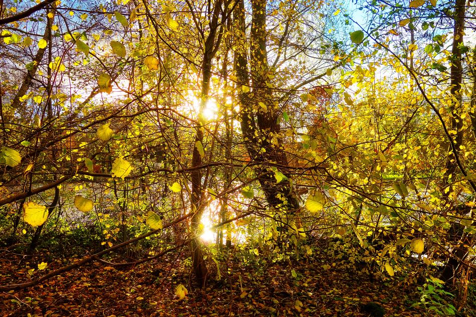 Trees Forest Branches