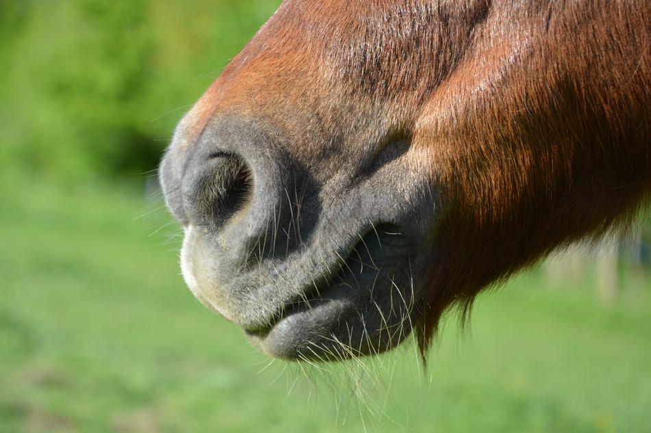 horse pony eats muzzle