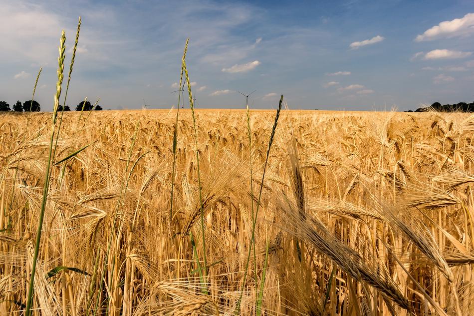 Cornfield Summer Nature