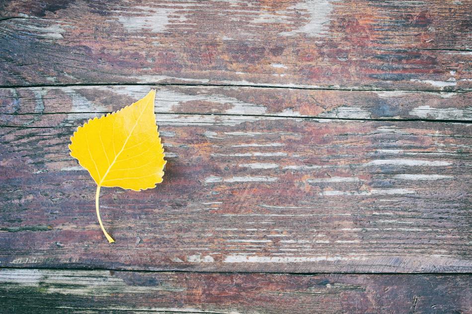 Letter Leaf Autumn